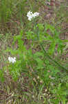 Texas bullnettle